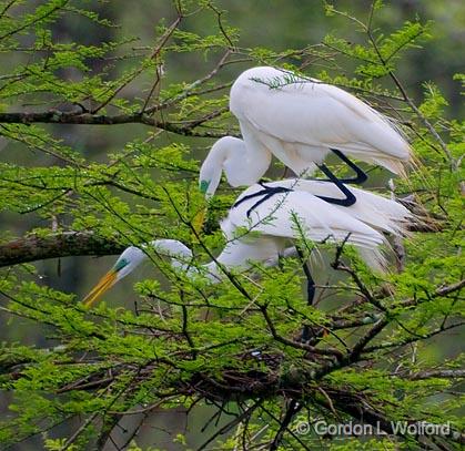 Breeding Egrets 46093.jpg - Great Egret (Ardea alba)Photographed at Lake Martin near Breaux Bridge, Louisiana, USA.